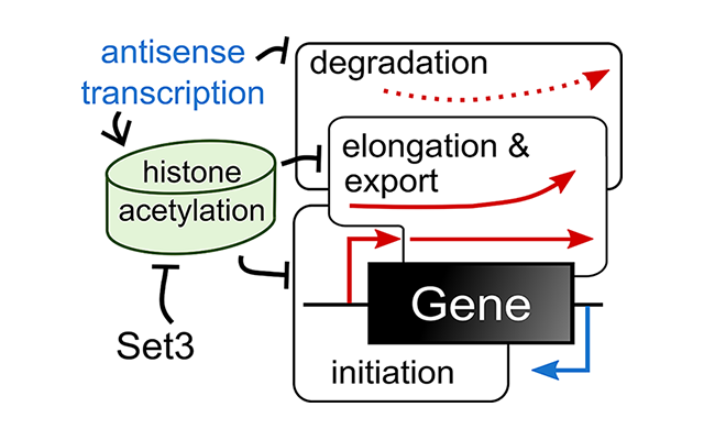 Antisense transcription influences sense transcription | Biochemistry Antisense transcription influences sense transcription | Biochemistry