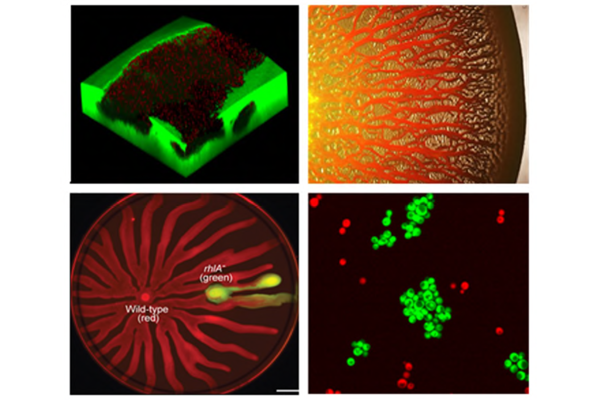 Cell-cell interactions in microbial communities: from model systems to the microbiome