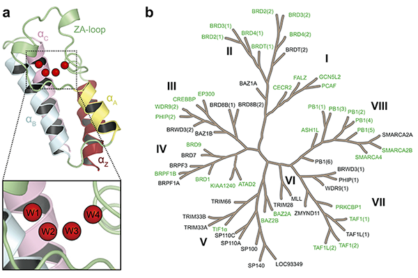 Figure: (a) Structure of the bromodomain fold and its conserved water network. (b) Phylogenetic tree of the human bromodomain family, with the 35 bromodomains considered in our study highlighted in green