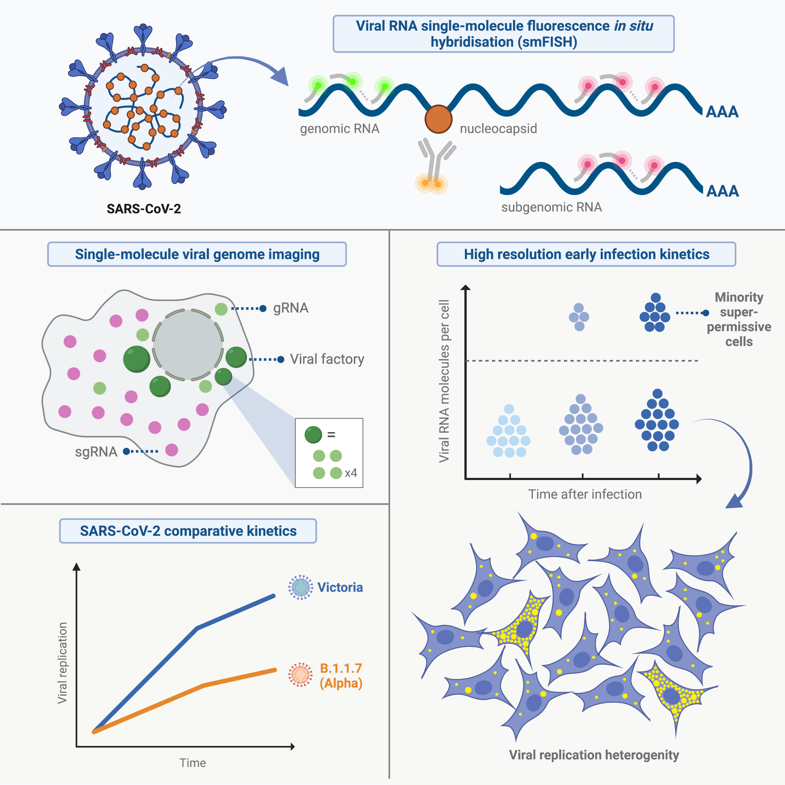 Graphical abstract highlighting major findings of the study Graphical abstract highlighting major findings of the study