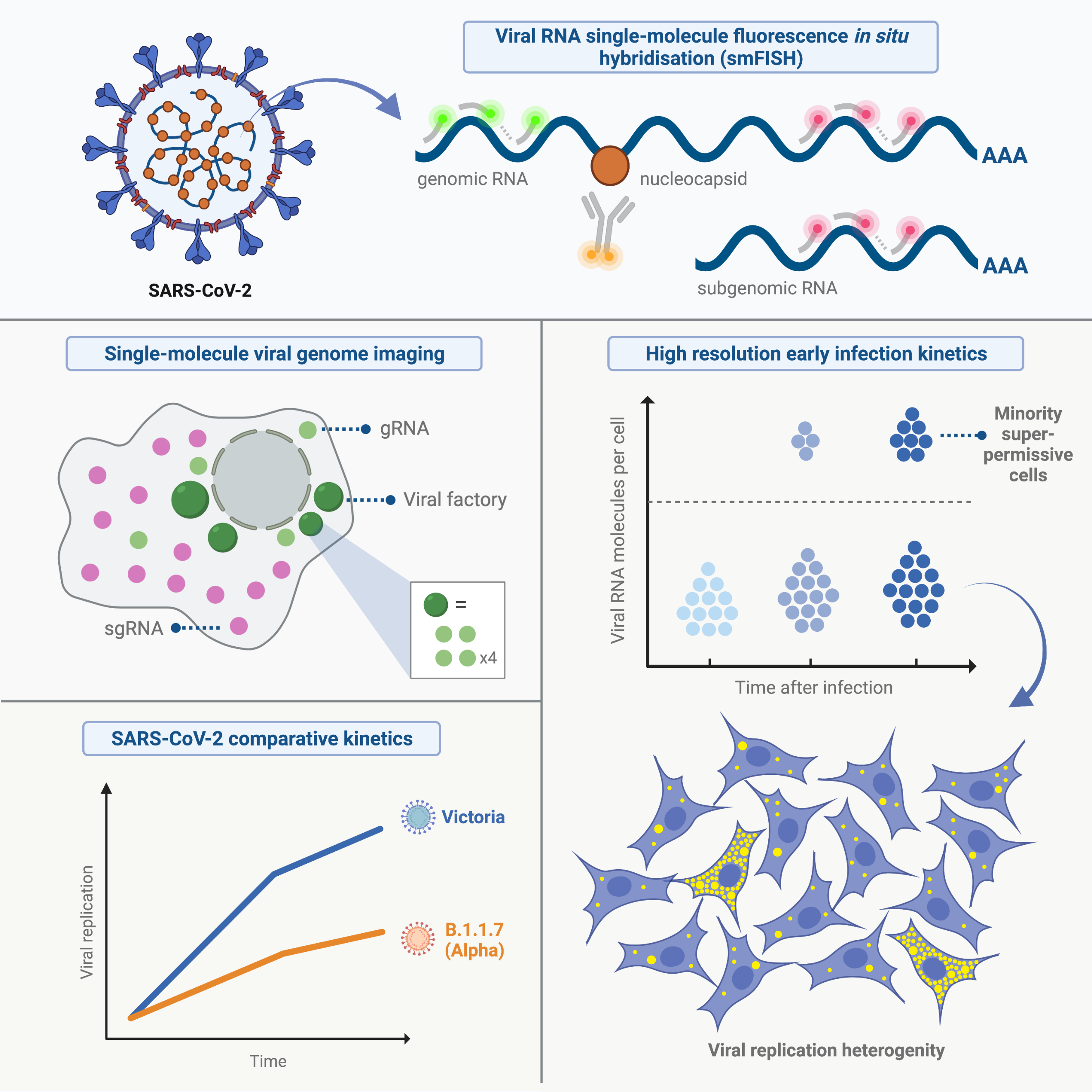 Graphical abstract highlighting major findings of the study