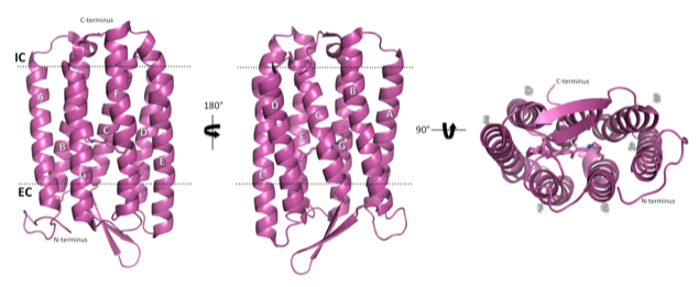 The structure of light-adapted (LA) AR3 (PDB accession code: 6S6C). The seven transmembrane helices are labelled A-G. The structure of light-adapted (LA) AR3 (PDB accession code: 6S6C). The seven transmembrane helices are labelled A-G.