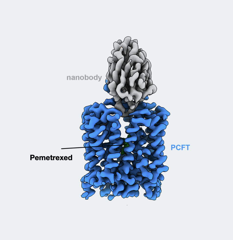 Structure of the folate transporter paves the way for improved ...