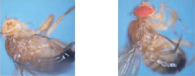 Figure 1: epigenetic silencing of a gene in Drosophila causes the eyes to become white rather than the usual red. The eye colour can be maintained for many generations without changing the sequence of the gene Figure 1: epigenetic silencing of a gene in Drosophila causes the eyes to become white rather than the usual red. The eye colour can be maintained for many generations without changing the sequence of the gene