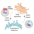 Figure 1. Resident proteins that escape the ER are captured by the KDEL receptor and retrieved in a COPI dependent process