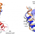 Figure 2. Structural basis for exposure of COPI retrieval signal. 