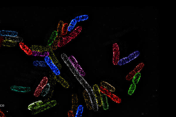 Clusters of the essential protein BamA in the outer membrane of the bacterium Escherichia coli