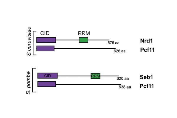 Homologous CID-containing proteins from budding yeast (S.cerevisiae) and fission yeast (S.pombe) with the conserved regions CID and RRM shown