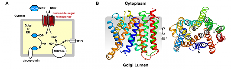 A. Nucleotide sugar transporters function to shuttle activated sugar donors (sugar-NDP) across the endoplasmic reticulum (ER) and Golgi membranes. NDP, nucleoside diphosphate; NMP, nucleoside monophosphate. B, Crystal structure of Vrg4 viewed from the Gol