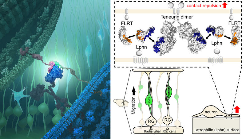 The interaction between three proteins helps young nerve cells find their way in the developing brain