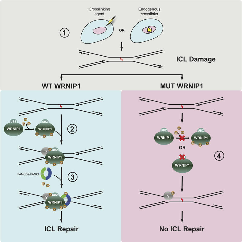Model Showing How WRNIP1 Functions in the Fanconi Anemia DNA interstrand Repair pathway Model Showing How WRNIP1 Functions in the Fanconi Anemia DNA interstrand Repair pathway