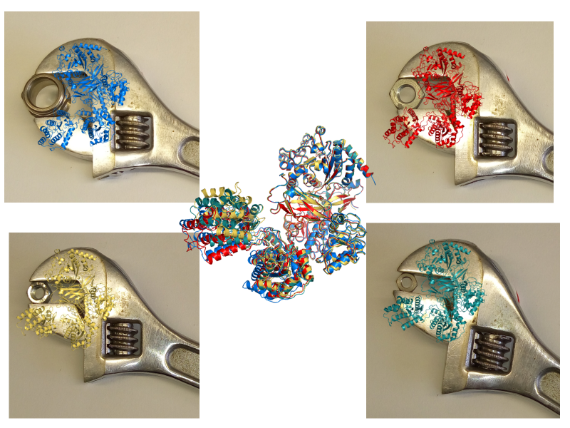 Illustration demonstrating the conformational flexibility of UGGT and its ability to clasp different sized client glycoproteins (Click to Enlarge) Illustration demonstrating the conformational flexibility of UGGT and its ability to clasp different sized client glycoproteins (Click to Enlarge)