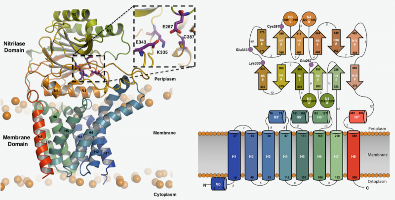 Figure 1: Structure and topology of Lnt Figure 1: Structure and topology of Lnt