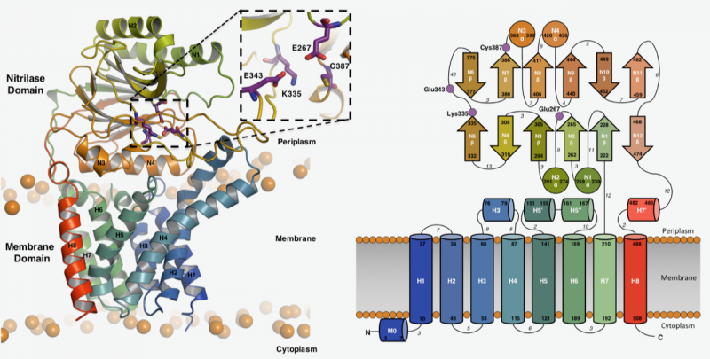 Figure 1: Structure and topology of Lnt