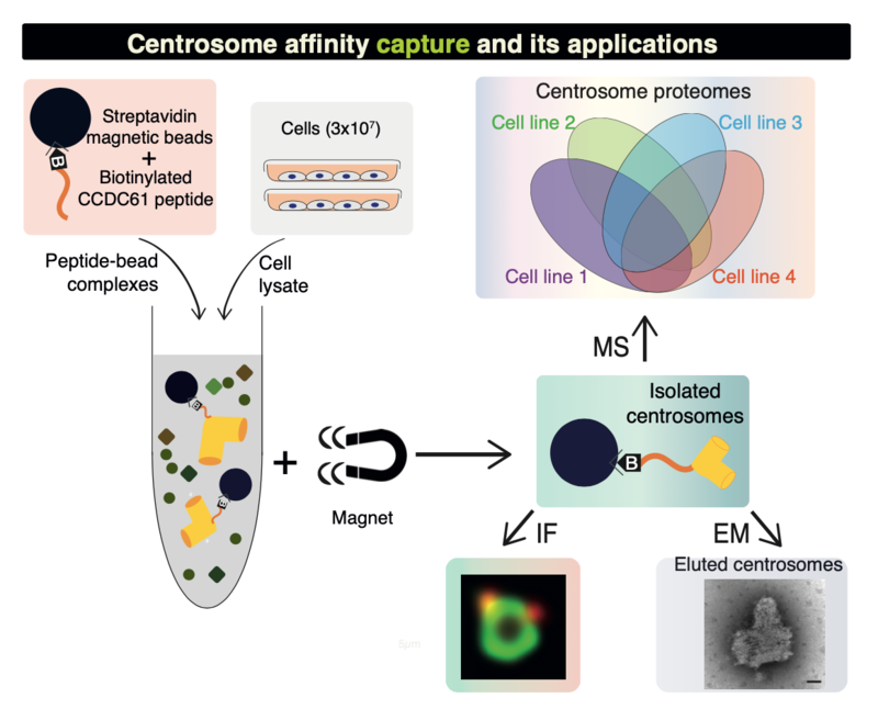 gergely graphical abstract