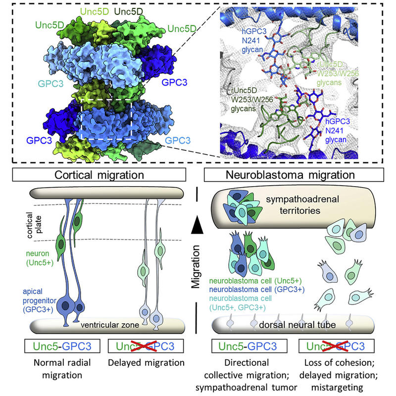 Graphical abstract - A sweet protein complex directs migrating cells