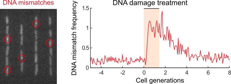 DNA mismatches are detected as fluorescent foci inside living E. coli cells growing inside microfluidic channels. Treatment of cells with DNA damage increases the frequency of DNA mismatches