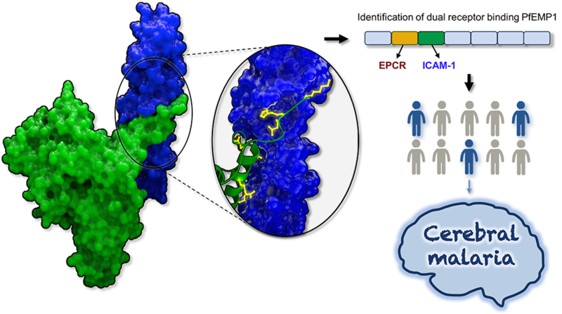 Figure 1. The structure of a complex between a PfEMP1 domain (green) and the human receptor ICAM-1 (blue) was used to determine key residues (yellow) important for receptor binding. This allowed for the identification of dual-receptor binding PfEMP1. The 