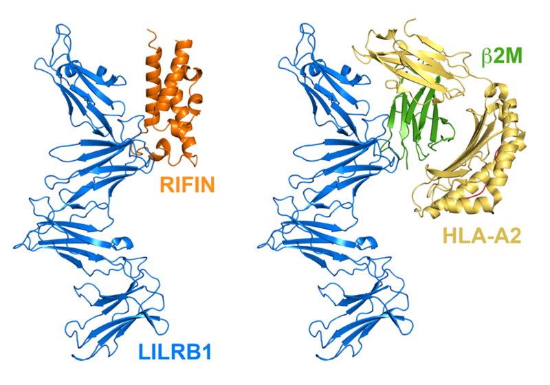 Left: RIFIN bound to LILRB1 Right: MHC bound to LILRB1