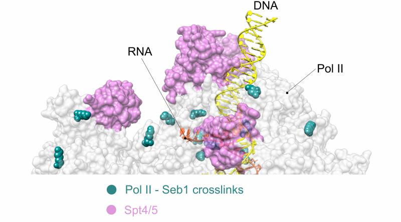 Binding surfaces of elongation and termination factors on Pol II overlap. Pol II crystal structure with Spt4/5 (PDB ID: 5XON ) (pink) showing mapped positions of lysine-lysine cross-links (turquoise spheres) between Pol II subunits (grey) and termination Binding surfaces of elongation and termination factors on Pol II overlap. Pol II crystal structure with Spt4/5 (PDB ID: 5XON ) (pink) showing mapped positions of lysine-lysine cross-links (turquoise spheres) between Pol II subunits (grey) and termination