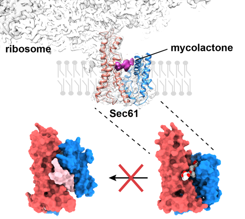 Bottom-left: Active signal-peptide bound Sec translocon. Bottom-right: Mycolactone-inhibited Sec translocon