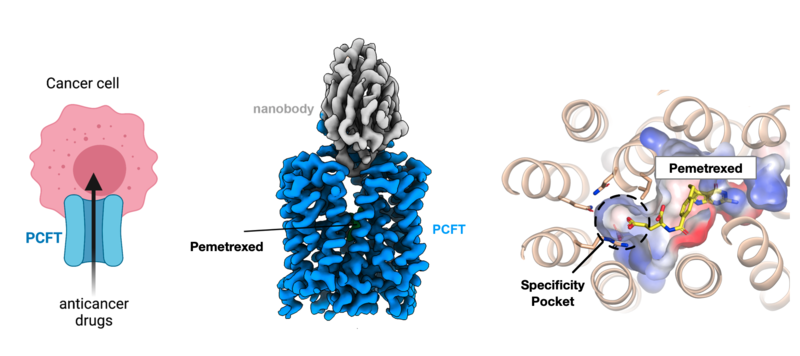 PCFT plays an important role in targeting chemotherapy drugs to cancer cells. The cryo-EM structure of PCFT now enables a more rational approach to anticancer drug design PCFT plays an important role in targeting chemotherapy drugs to cancer cells. The cryo-EM structure of PCFT now enables a more rational approach to anticancer drug design