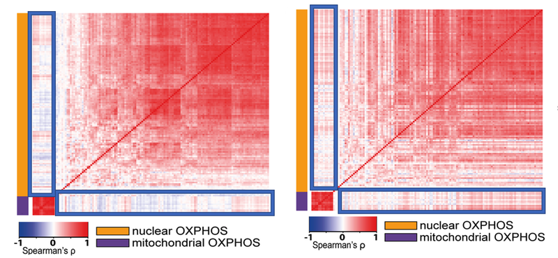 Correlations between nuclear and mitochondrial genes are stronger in cancer (Right) than healthy tissues (Left).  Red indicates a strong correlation between two genes.  Nuclear to mitochondrial correlations are within the blue boxes. 