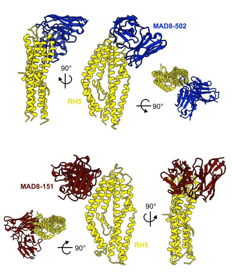 The figure shows PfRH5 (yellow) bound to two different human monoclonal antibodies induced by natural malaria infection The figure shows PfRH5 (yellow) bound to two different human monoclonal antibodies induced by natural malaria infection