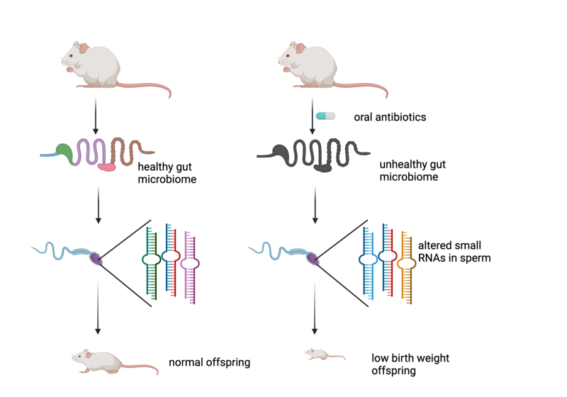 Above: Feeding mice a cocktail of antibiotics results in a severely disturbed microbiome. This leads to changes in the small non-coding RNAs in sperm and low birth weight in the offspring of these mice. Figure created with BioRender