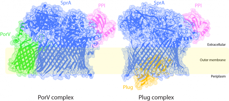 The two Type 9 translocon structures shown in ribbon representation inside the electron microscopy density The two Type 9 translocon structures shown in ribbon representation inside the electron microscopy density