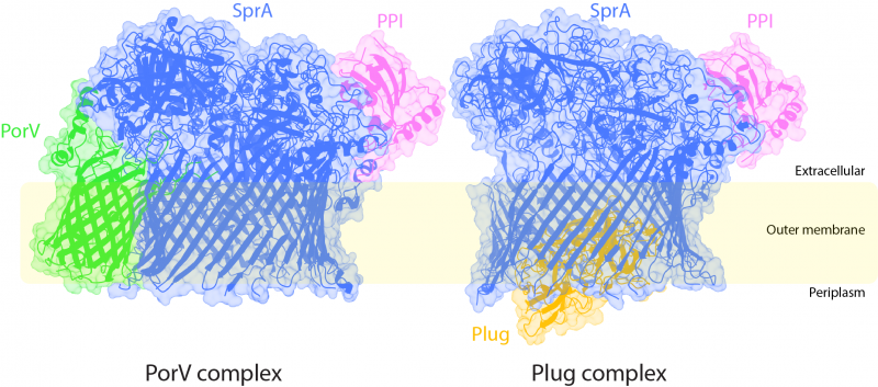 The two Type 9 translocon structures shown in ribbon representation inside the electron microscopy density