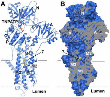 A) Cartoon representation of the Ca2+-pump bound to a HyC (labeled 7). Pump domains and ligands are indicated. The bound HyC and ATP analogue TNPATP are shown as sticks (C: yellow or marine, O: red, Br: dark red, F: pale cyan, N: blue, P: orange) B) Slice