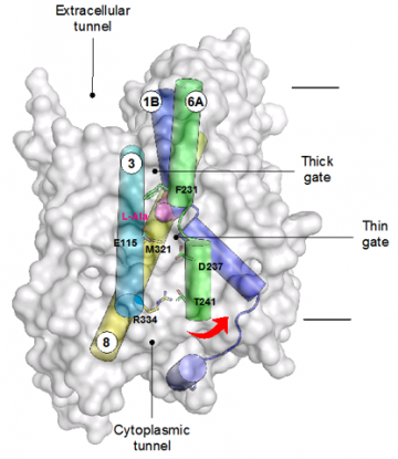 Structure of GkApcT with the predicted gating helices shown. Movement of TM6 away from TM3 and 8 opens the binding site to the interior of the cell, and facilitates release of the bound amino acid