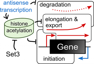 Antisense transcription influences sense transcription | Biochemistry
