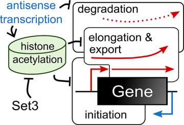 Antisense transcription influences sense transcription | Biochemistry Antisense transcription influences sense transcription | Biochemistry