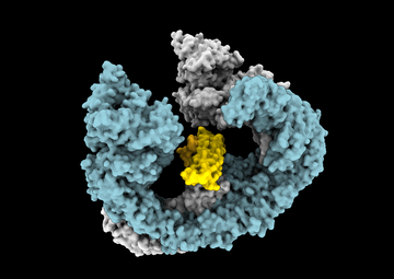 BIRC6 (blue/grey)  - a giant ubiquitin ligase and essential regulator of cell death is antagonised by SMAC (yellow)