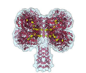 The CryoEM structure of the [NiFe]-hydrogenase Huc from Mycobacterium smegmatis