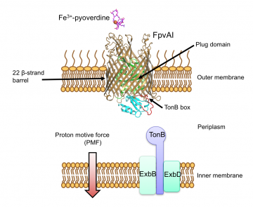 Figure 1. FpvA1 transports iron as a complex, Fe-pyoverdine, across the bacterial outer membrane by coupling to the Proton Motive Force (PMF) via the inner membrane protein TonB