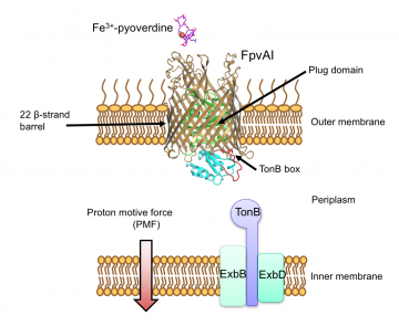 Figure 1 Figure 1. FpvA1 transports iron as a complex, Fe-pyoverdine, across the bacterial outer membrane by coupling to the Proton Motive Force (PMF) via the inner membrane protein TonB