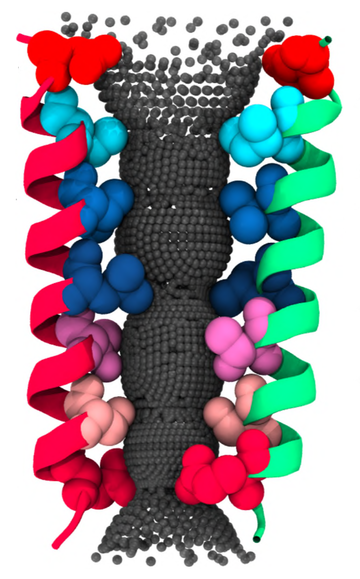 Figure 1. The pore lining structure of the serotonin receptor