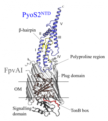 Figure 2. Crystal structure of the complex of FpvA1 and the N-terminal domain of pyoS2 (PyoS2NTD) showing pyoS2’s polyproline region, which mimics Fe-Pvd, and its TonB box, housed within the beta-hairpin
