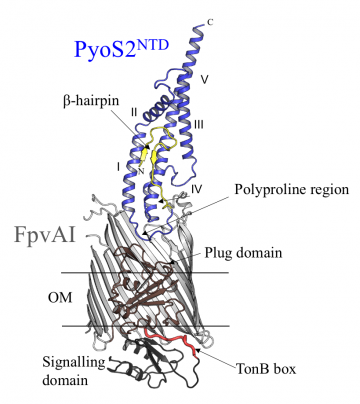 Figure 2 Figure 2. Crystal structure of the complex of FpvA1 and the N-terminal domain of pyoS2 (PyoS2NTD) showing pyoS2’s polyproline region, which mimics Fe-Pvd, and its TonB box, housed within the beta-hairpin