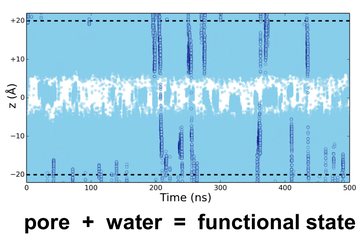 Figure 2. A simulated trajectory of water molecules crossing the central hydrophobic barrier in the pore