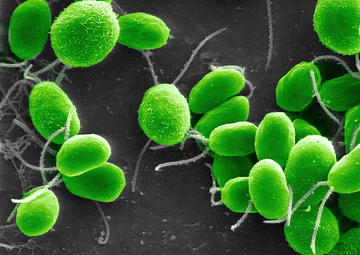 Chlamydomonas reinhardtii is a unicellular green algae