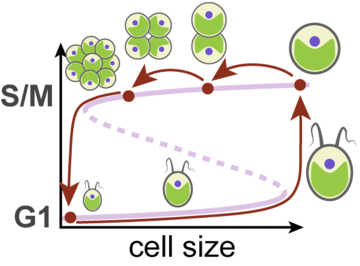 A wide bistable sizer mechanism leads to multiple-fission cycles