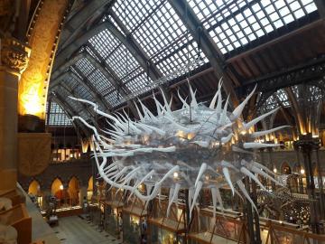 Giant inflated E. coli (picture: Oxford University Museum of Natural History)