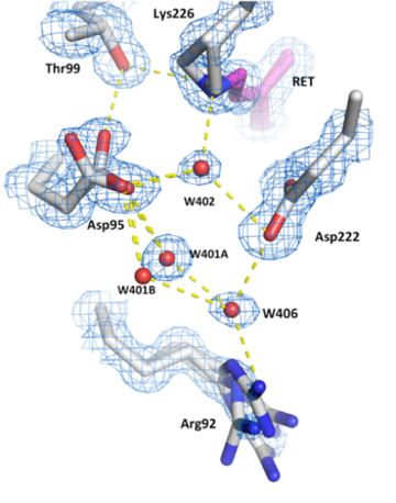 Hydrogen bond networks inside the desensitised state of AR3 Hydrogen bond networks inside the desensitised state of AR3