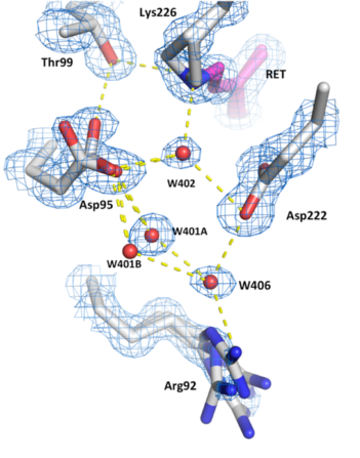 Hydrogen bond networks inside the desensitised state of AR3