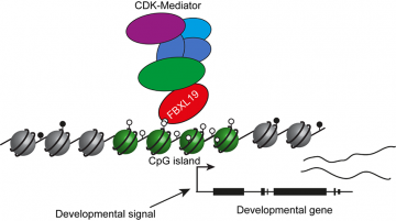 Figure 1. FBXL19 recruits Mediator to CpG islands of developmental genes, priming them for activation upon lineage commitment Figure 1. FBXL19 recruits Mediator to CpG islands of developmental genes, priming them for activation upon lineage commitment