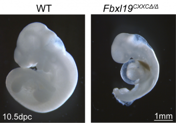 Figure 2: FBXL19 is essential for embryonic development